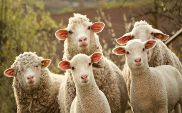 Azərbaycanda qoyun və keçilərin sayı kəskin azalıb