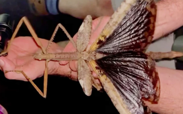 Bakıda qorxunc həşəratlar yayılır 