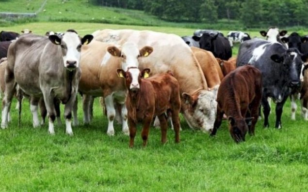 Azərbaycan əti bu ölkələrdən alır - SİYAHI