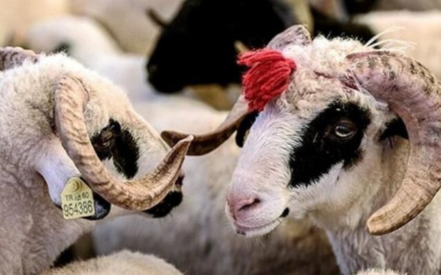 Qurbanlıq bazarında YENİ QAYDALAR qüvvəyə mindi