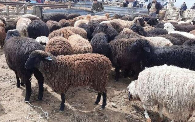 Qurban bayramında ətin qiyməti BAHALAŞACAQ?