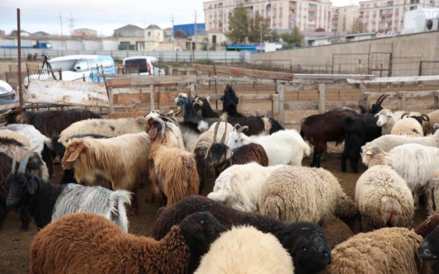 Bayrama yaxın heyvan QİYMƏTLƏRİ