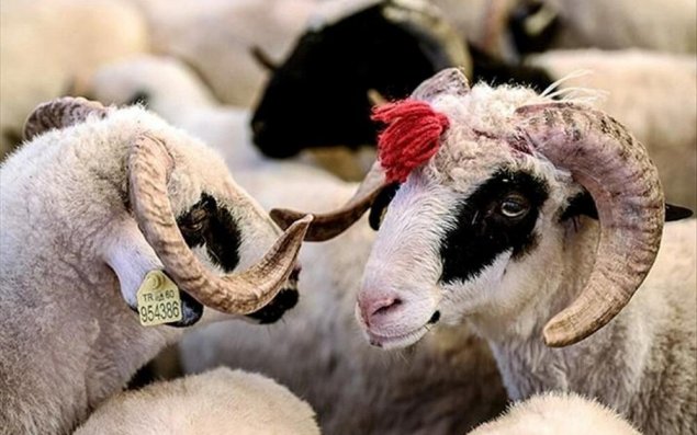 Qurban əti ilə bağlı vacib XƏBƏRDARLIQ: Bu səhvləri etməyin